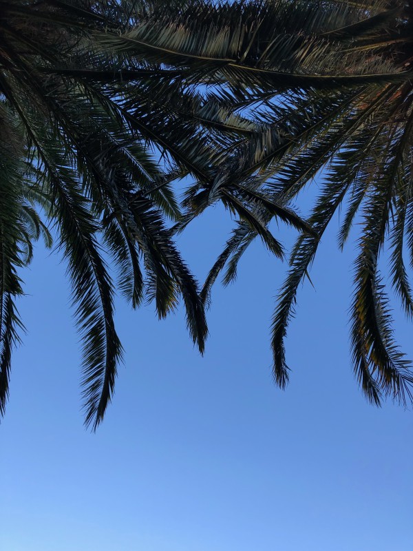 The top of a palm tree showing the fronds from underneath